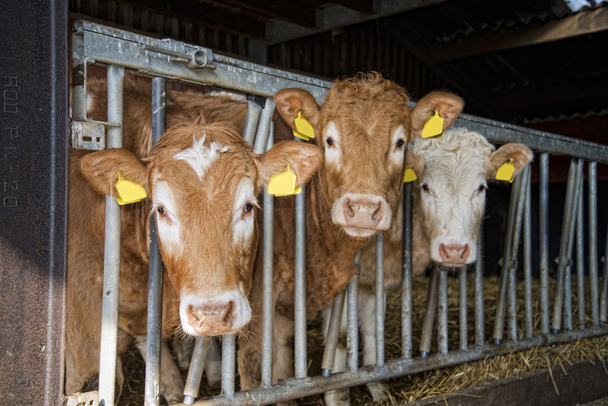 cows feed in a stable - Zdjęcie, obraz
