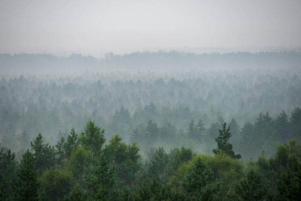 malowniczy widok Mglisty las w mglisty poranek - Zdjęcie, obraz