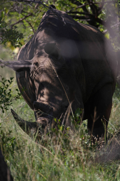 Nashorn mit großem Horn in der Natur - Foto, Bild
