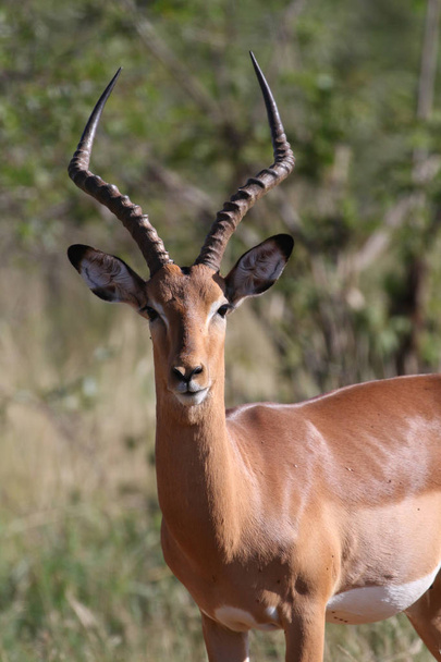 Impala ram walking in  Kruger National Park - Photo, Image