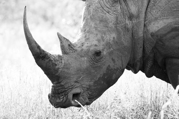 Portrait de rhinocéros blanc en voie de disparition avec corne, parc national Kruger, Afrique du Sud
 - Photo, image