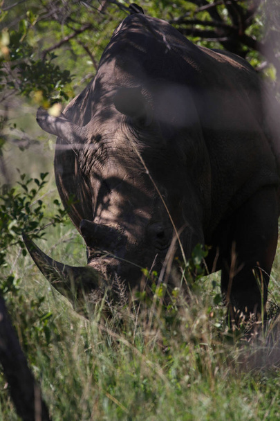 Rhino met grote hoorn op aard - Foto, afbeelding