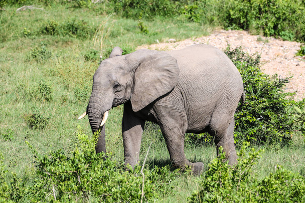 Afrikanischer Elefant im Kruger Nationalpark - Foto, Bild