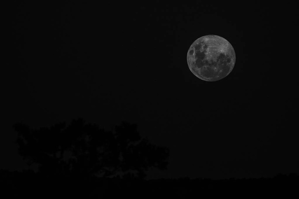 Foto em preto e branco da lua cheia que vem sobre o horizonte com silhuetas de árvores à noite, Parque Nacional Kruger, África do Sul
 - Foto, Imagem