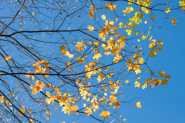 Větve s žluté listy proti modré obloze. Kopírovat prostor pro text - Fotografie, Obrázek