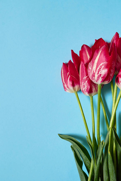 Bouquet of pink tulips on blue pastel background, copy space. Spring minimal concept. Womens Day, Mothers Day, Valentine's Day, Easter, birthday. Nature background. Flat lay, top view - Foto, immagini