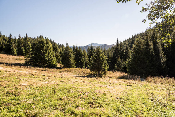 mountain meadow with forest around on Svidovske sedlo, Velky Bok and other hills on the background and clear sky in Nizke Tatry mountains in Slovakia - Photo, Image
