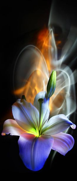 Flower and bud of white lilies, pistil and stamens, painted by light on a colorful background, improvisation with orange, yellow and white light on a black background - Foto, imagen