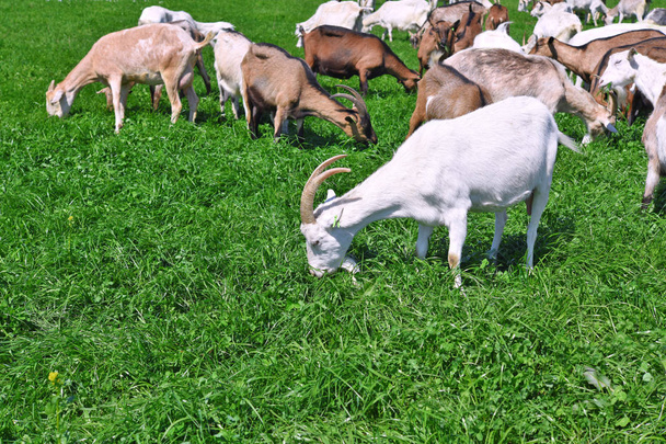 Kozy na pastvinách ekologické farmy  - Fotografie, Obrázek