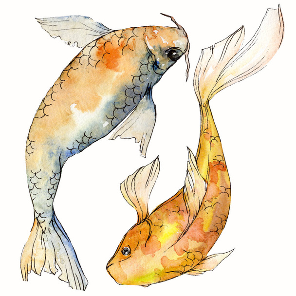 Watercolor aquatic underwater colorful tropical fish set. Red sea and exotic fishes inside: Goldfish. Aquarelle elements for background, texture. Isolated goldenfish illustration element. - Φωτογραφία, εικόνα
