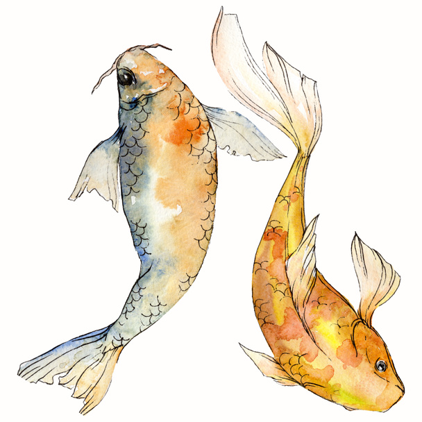 Akvarell vízi víz alatti színes trópusi hal meg. Vörös-tenger és egzotikus halak belül: Aranyhal. Az Aquarelle elemek háttér textúra. Elszigetelt goldenfish ábra elem. - Fotó, kép