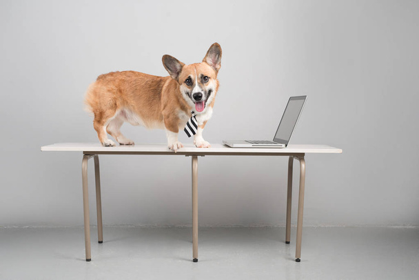 бизнес-концепция умной домашней собаки с использованием ноутбука
 - Фото, изображение