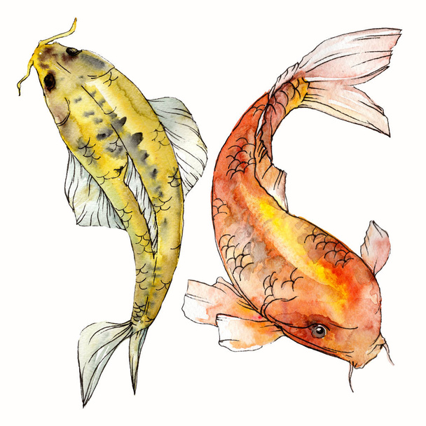 Akvarell vízi víz alatti színes trópusi hal meg. Vörös-tenger és egzotikus halak belül: Aranyhal. Az Aquarelle elemek háttér textúra. Elszigetelt goldenfish ábra elem. - Fotó, kép