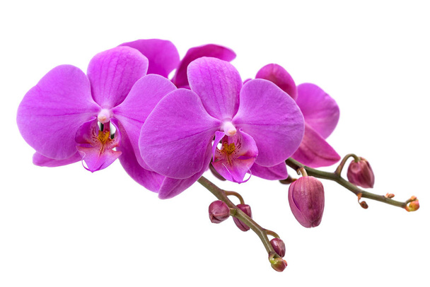 orchidea rosa su sfondo bianco - Foto, immagini