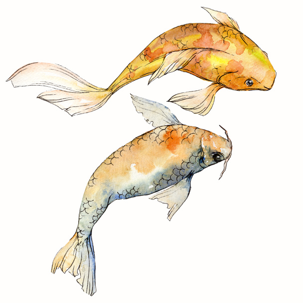 Watercolor aquatic underwater colorful tropical fish set. Red sea and exotic fishes inside: Goldfish. Aquarelle elements for background, texture. Isolated goldenfish illustration element. - Foto, afbeelding