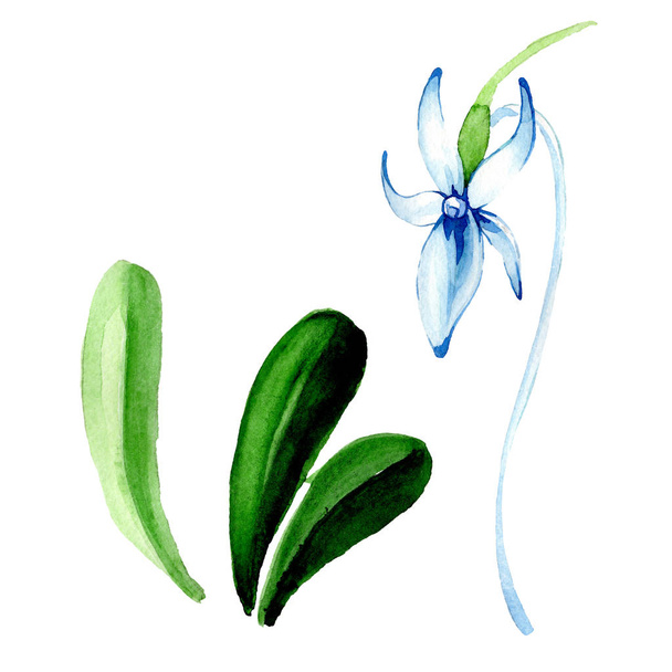Blue Rare orchid. Floral botanical flower. Wild spring leaf wildflower. Watercolor background illustration set. Watercolour drawing fashion aquarelle isolated. Isolated orchid illustration element. - Fotografie, Obrázek