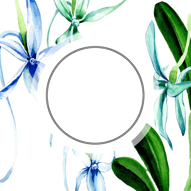 青の稀な蘭。花植物の花。野生春葉のワイルドフラワーが分離されました。水彩画背景イラスト セット。水彩描画のファッション aquarelle 分離します。フレーム枠飾りスクエア. - 写真・画像