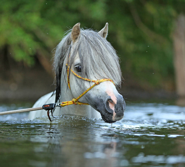 Potrait of gorgeous Welsh mountain pony stallion which is swimming in river
 - Фото, изображение