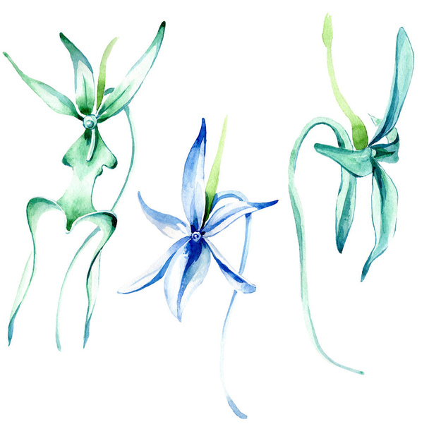 Blue Rare orchid. Floral botanical flower. Wild spring leaf wildflower. Watercolor background illustration set. Watercolour drawing fashion aquarelle isolated. Isolated orchid illustration element. - Фото, зображення