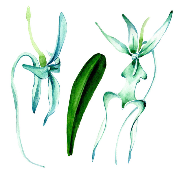 Kék ritka orchidea. Virágos botanikai virág. Vad tavaszi levél vadvirág. Akvarell háttér illusztráció készlet. Akvarell rajz divat aquarelle elszigetelt. Elszigetelt orchidea ábra elem. - Fotó, kép