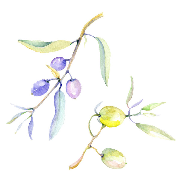 Olives watercolor background illustration set. Isolated olives with leaves illustration elements. - Zdjęcie, obraz
