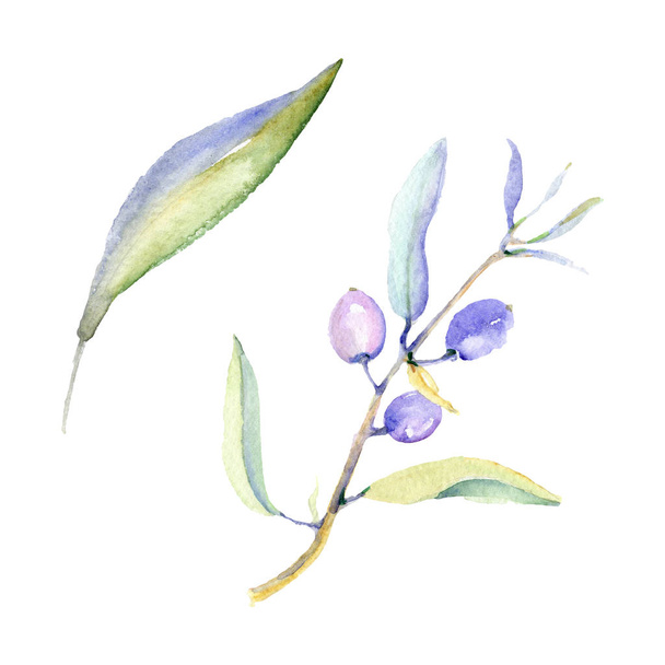 Olives watercolor background illustration set. Isolated olives with leaves illustration elements. - Φωτογραφία, εικόνα