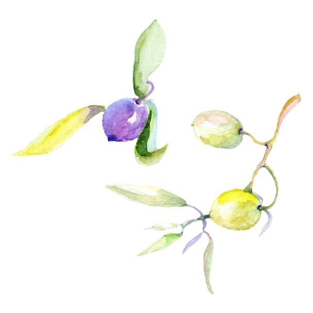 Olives watercolor background illustration set. Isolated olives with leaves illustration elements. - 写真・画像