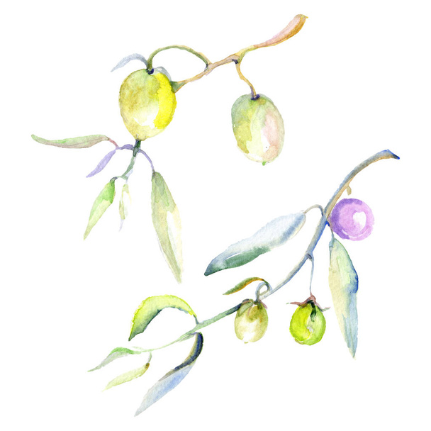 Olives watercolor background illustration set. Isolated olives with leaves illustration elements. - 写真・画像