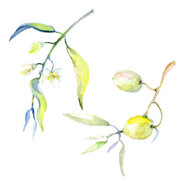 Olives watercolor background illustration set. Isolated olives with leaves illustration elements. - Фото, зображення