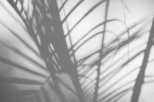 Black and White abstract background textuer of shadows leaf on a concrete wall - Foto, Bild