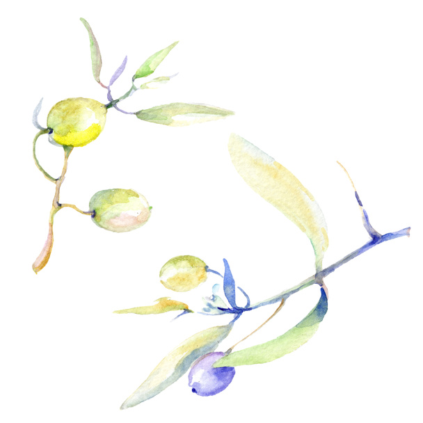 Olives watercolor background illustration set. Isolated olives illustration elements. - Φωτογραφία, εικόνα
