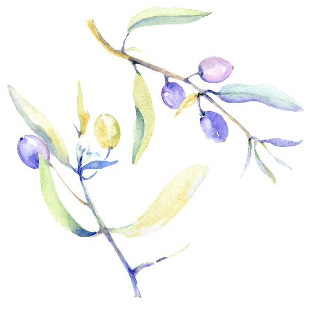 Olives watercolor background illustration set. Isolated olives with leaves illustration elements. - Photo, Image