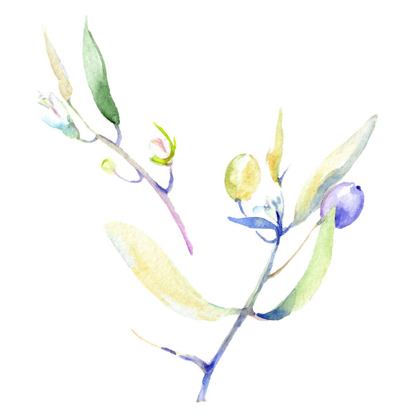 Olives watercolor background illustration set. Isolated olives with leaves illustration elements. - Photo, image