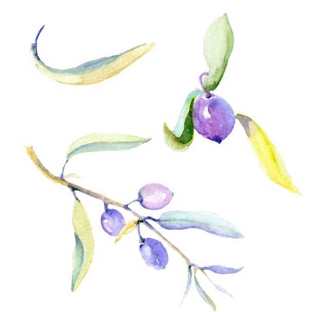 Olives watercolor background illustration set. Isolated olives with leaves illustration elements. - Фото, изображение