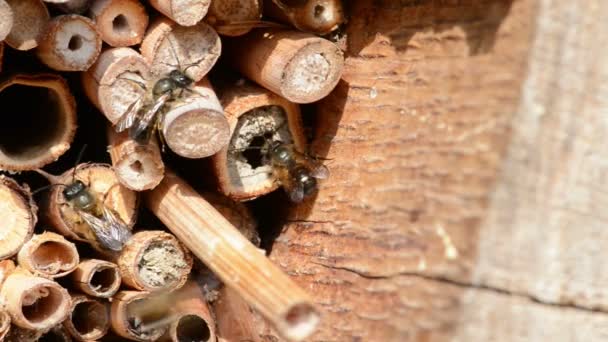 Дикі такі бджоли польоти в передній комах hotel шукали жіночий бджіл. Osmia Bicornis та Osmia caerulescens - Кадри, відео
