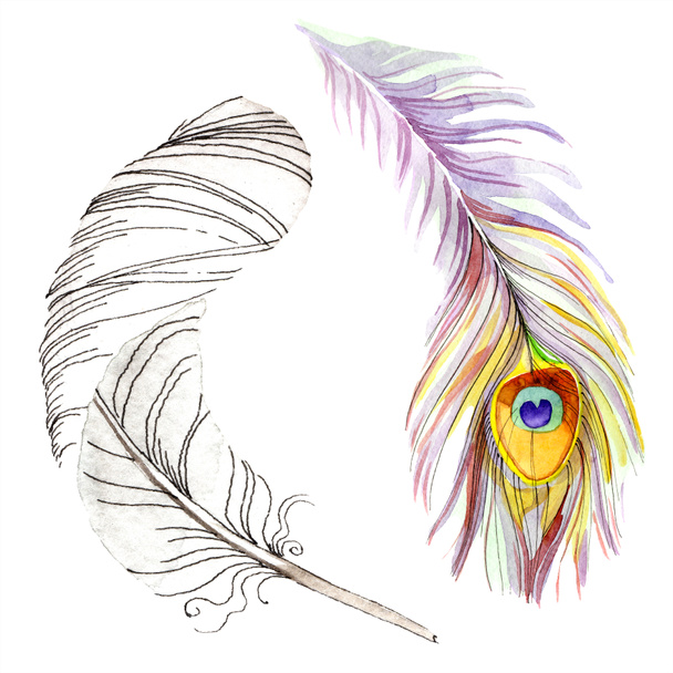 Colorful bird feather from wing isolated. Aquarelle feather for background, texture. Watercolor background illustration set. Watercolour drawing fashion aquarelle isolated. - Foto, immagini