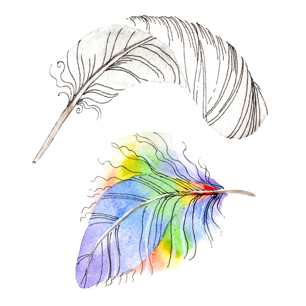 Colorful bird feather from wing isolated. Aquarelle feather for background, texture. Watercolor background illustration set. Watercolour drawing fashion aquarelle isolated. - Foto, Imagen