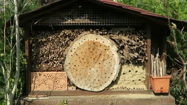 μοναχική αγριομέλισσες που φέρουν μπροστά από ξενοδοχείο εντόμων που ψάχνει για θηλυκό μέλισσες. Osmia Bicornis και Osmia caerulescens - Πλάνα, βίντεο