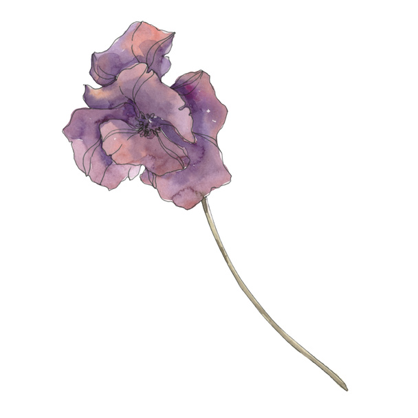 Purple poppy floral botanical flower. Wild spring leaf isolated. Watercolor background illustration set. Watercolour drawing fashion aquarelle isolated. Isolated poppies illustration element. - Foto, Imagem