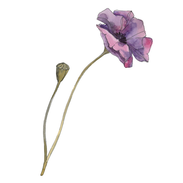 Purple poppy floral botanical flower. Wild spring leaf isolated. Watercolor background illustration set. Watercolour drawing fashion aquarelle isolated. Isolated poppies illustration element. - Foto, afbeelding