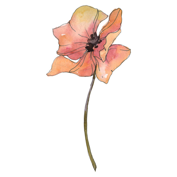 Red poppy floral botanical flower. Wild spring leaf isolated. Watercolor background illustration set. Watercolour drawing fashion aquarelle isolated. Isolated poppies illustration element. - 写真・画像