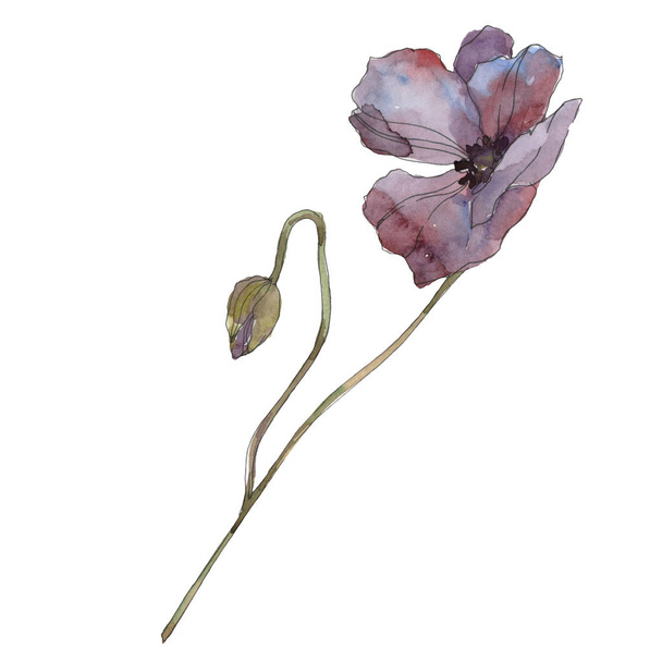 Purple poppy floral botanical flower. Wild spring leaf isolated. Watercolor background illustration set. Watercolour drawing fashion aquarelle isolated. Isolated poppies illustration element. - Фото, зображення