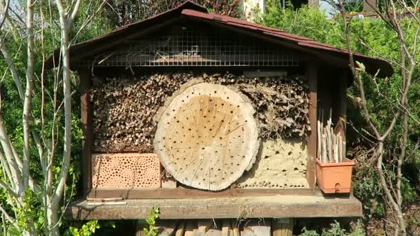 μοναχική αγριομέλισσες που φέρουν μπροστά από ξενοδοχείο εντόμων που ψάχνει για θηλυκό μέλισσες. Osmia Bicornis και Osmia caerulescens - Πλάνα, βίντεο