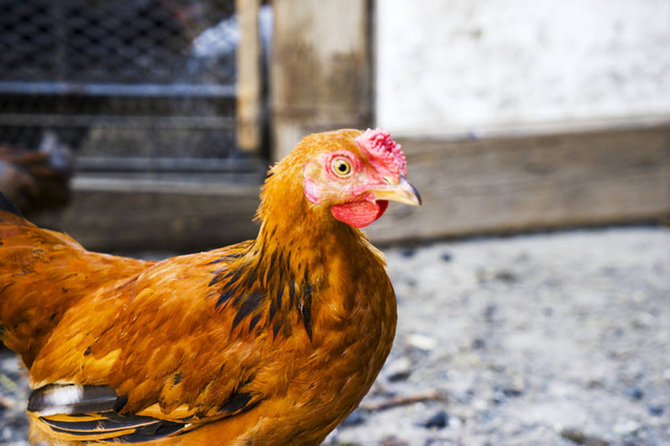 Closeup ενός κόκκινου κοτόπουλου σε ένα αγρόκτημα στη φύση. Ορνίθων σε μια ελεύθερη αγρόκτημα φάσμα. Τα κοτόπουλα, περπατώντας στην αυλή αγροκτήματος. - Φωτογραφία, εικόνα