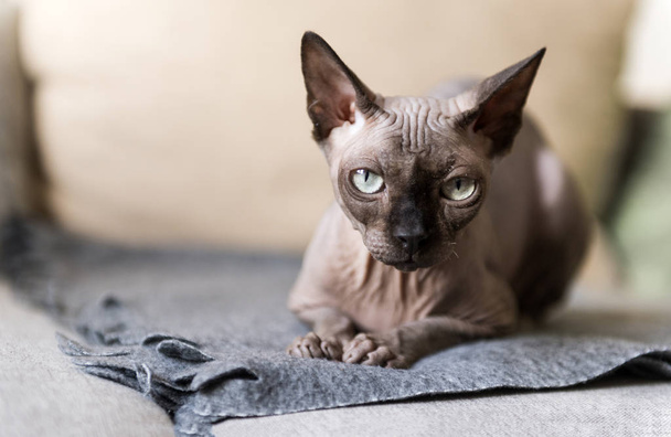 1 bald cat lying on the couch, canadian Sphinx, cat eyes, Sphynx - Foto, Imagem