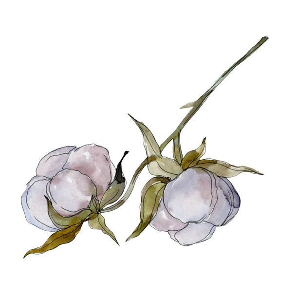 Fehér pamut virág botanikai virág. Vad tavaszi levél vadvirág. Akvarell háttér illusztráció készlet. Akvarell rajz divat aquarelle elszigetelt. Elszigetelt pamut ábra elem. - Fotó, kép