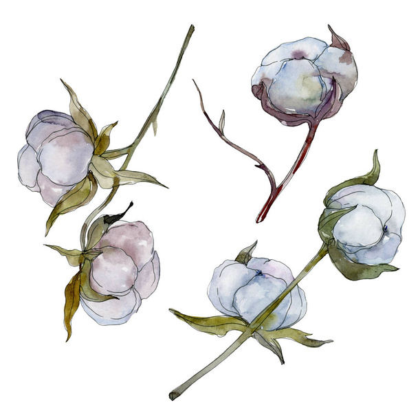 Λευκό βαμβακερό floral βοτανικό λουλούδι. Άγρια άνοιξη φύλλων wildflower. Ακουαρέλα φόντο εικόνα σύνολο. Ακουαρέλα σχεδίασης μόδας aquarelle απομονωμένη. Απομονωμένη βαμβάκι εικονογράφηση στοιχείο. - Φωτογραφία, εικόνα