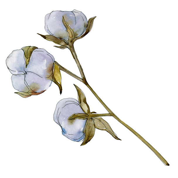 White cotton floral botanical flower. Wild spring leaf wildflower. Watercolor background illustration set. Watercolour drawing fashion aquarelle isolated. Isolated cotton illustration element. - Φωτογραφία, εικόνα