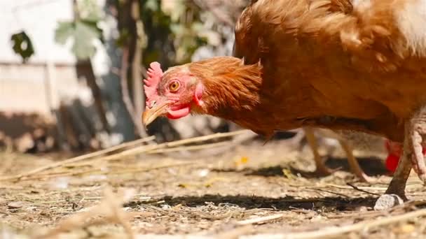 Όμορφη κοτόπουλο τρώνε σιτάρι - Πλάνα, βίντεο