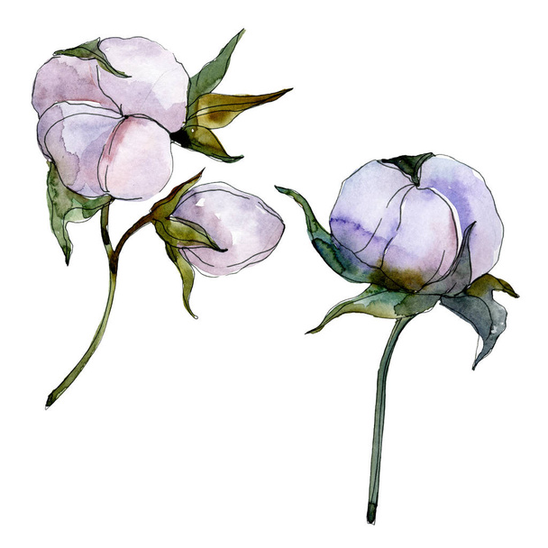 Purple cotton isolated on white. Watercolor background illustration set. - Foto, imagen